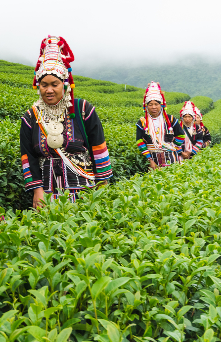 /_files/image/02023_TITULKA/podkategorie_obrazky/Thai_plantaz.jpg