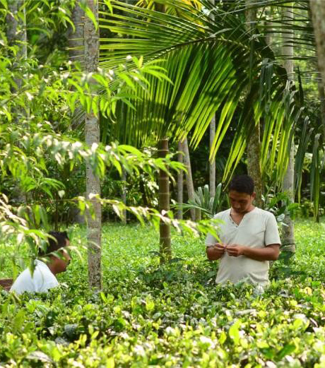 /_files/image/02023_TITULKA/podkategorie_obrazky/gardenAssam.jpeg