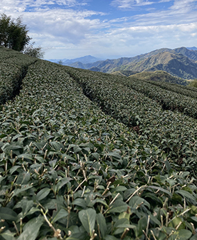 /_files/image/2023_Obrazky_Kategorie/Gaba/Oolong_Taiwan.jpg