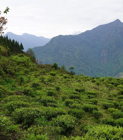 /_files/image/2023_Obrazky_Kategorie/Heicha/Bhutan.jpg